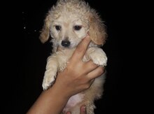 Pudel