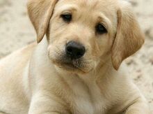 Labrador retriver
