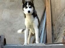 Haski iti