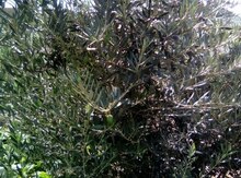 Zeytun ağacı