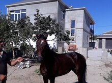 "Qaşqa" atı