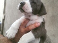 Pitbul balası