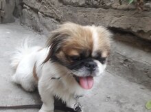 Pekines