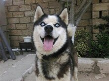 Haski