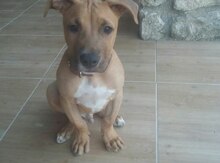 Pitbul