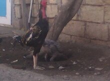 Heyratı