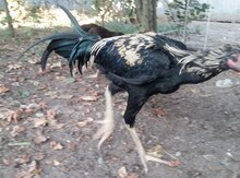 Heyratı xoruzu