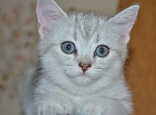 Шиншилла