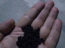 Gül toxumu