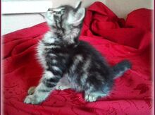 Котёнок в добрые руки!