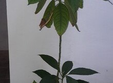 avokado ağacları
