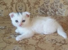 Шотландский вислоушка