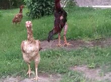 Heyratı