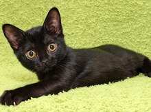 Котенок "Бомбей"