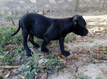 Pitbul
