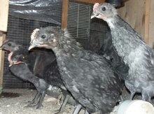 Australorp cücəsi və yumurtası