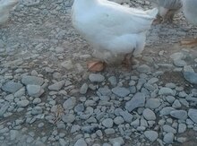Xalmaqor qazları