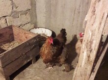 Brama quşları