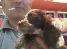 Koker spaniel