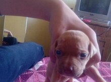 Pitbul balası