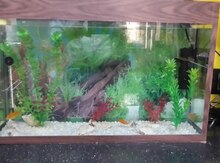 Akvarium ve Balıqlar