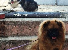 Pekines