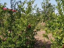 7 sot torpaq sahəsi, Tovuz r.