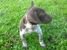 Kuçar alman pointer