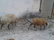 Qoyunlar