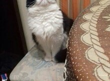 Pişik