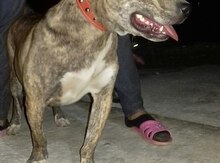 Pitbul