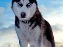 Haski