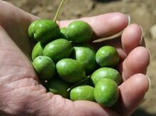 Zeytun