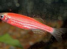 "Qırmızı Danio" balığı