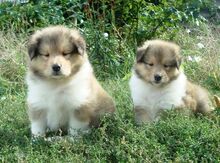 Щенки колли
