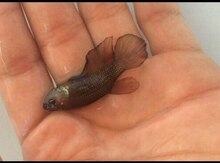"Betta" balığı