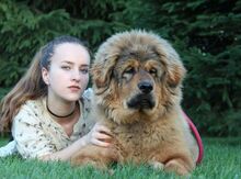 Тибетский мастиф