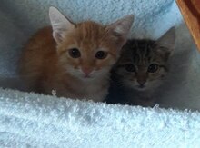 Отдам котят в добрые руки