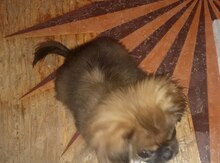 Pekines balası