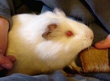 Dəniz donuzu