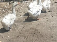Xalmaqor qazlar