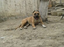 Pitbul