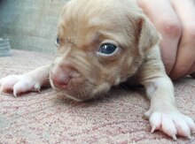 Pitbul