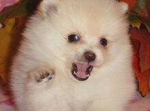 Pomerian şpits