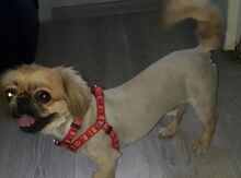 Pekines