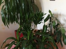 "Dracena" bitkisi