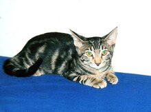 Кошка в добрые руки