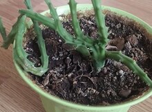 Суккулент Стапелия