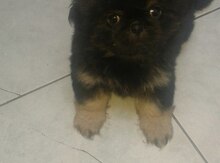 Pekines