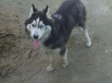 Haski